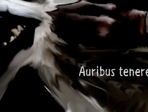 Auribus tenere lupum font