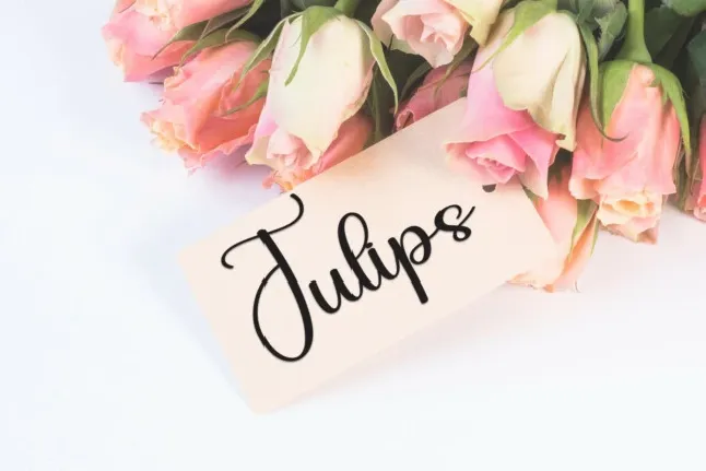 Blanket Script font