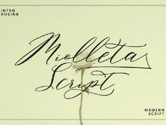 Miolleta Calligraphy font