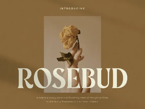 Rosebud font