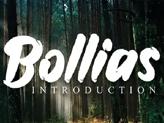 Bollias Brush font