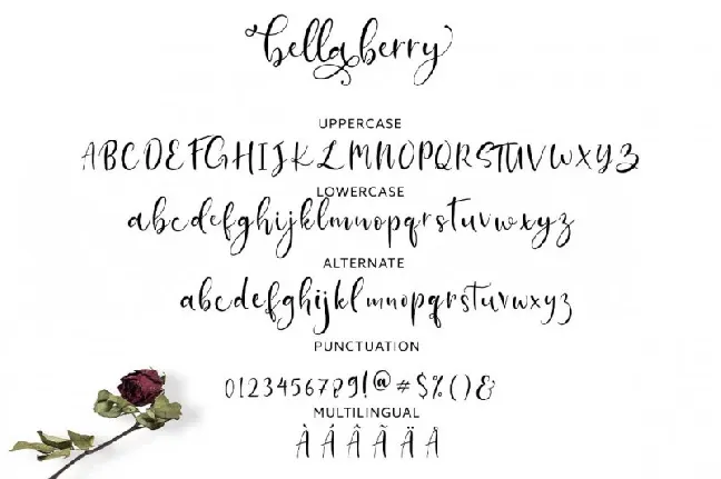 BellaBerry Script font