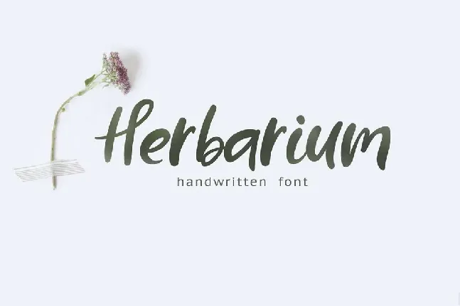 Herbarium Script font