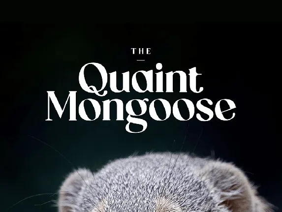 The Quaint Mongoose font