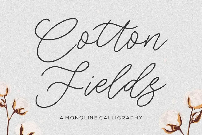 Cotton Fields font