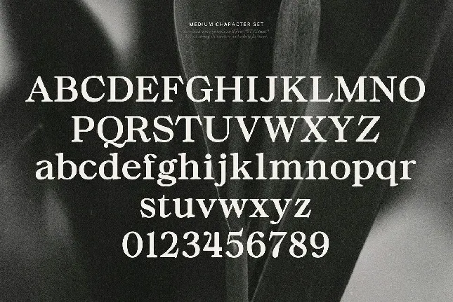 ZT Chintzy font