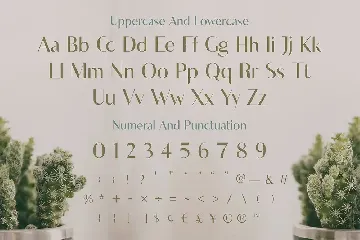 Elegant Unique Thin Serif Font