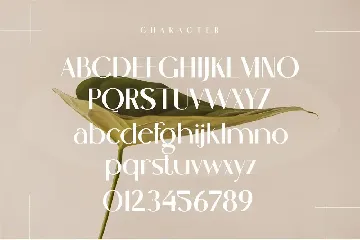 Cenosa Modern Sans Serif Typeface font