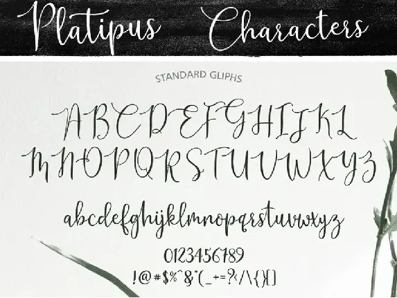 Platipus Script font