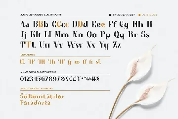 Serif Font - Bestay