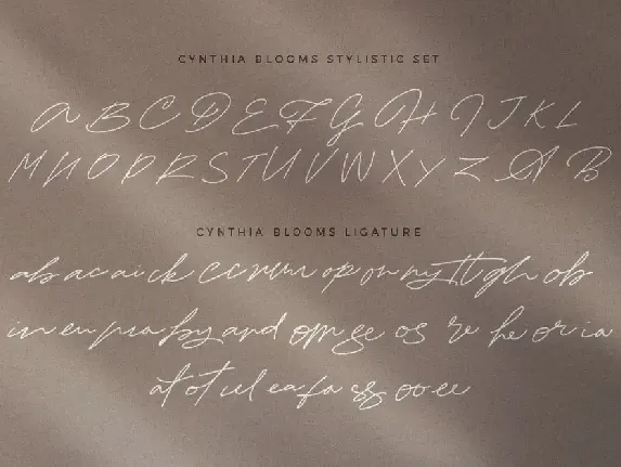 Cynthia Blooms - Monoline Signature logotype font